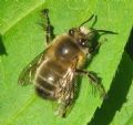 Anthophora plumipes